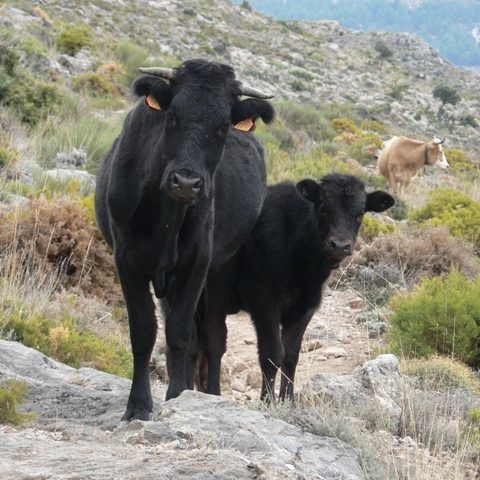 Free-roaming cattle