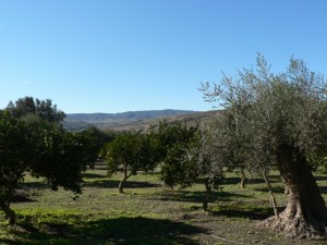 Lecrín Valley orange and olive groves