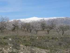 View of Sierra Nevada from Lecrin Valley