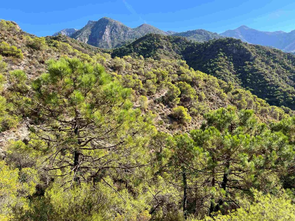 GR-249 Frigiliana to Maro