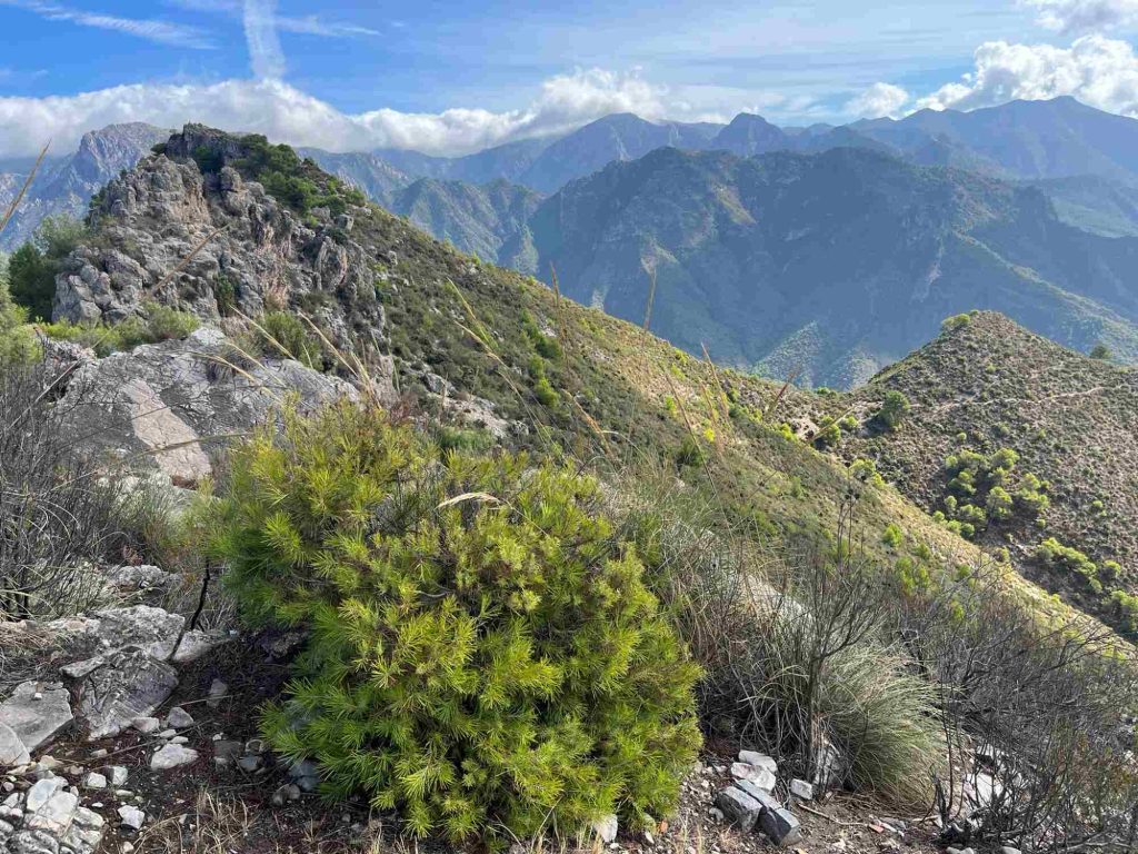 View from El Fuerte